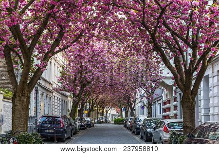 Bonn, Germany - April 21, 2018: Breitestrasse Or Cherry Blossom Avenue During Peak Of Sakura Blossom