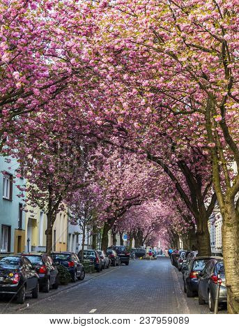 Bonn, Germany - April 21, 2018: Heerstrasse Or Cherry Blossom Avenue During Peak Of Sakura Blossom I