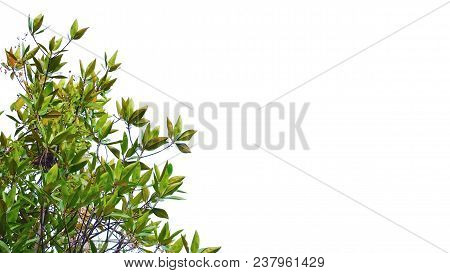 Top View Tropical Tree Leaves With Branches On White Isolated Background For Green Foliage Backdrop