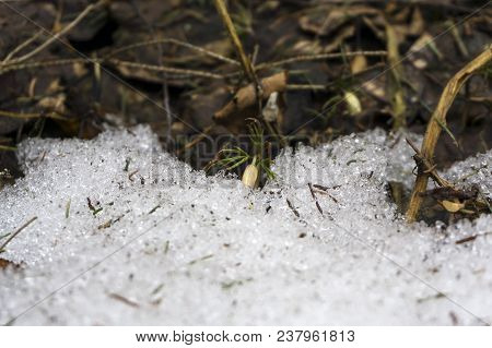 Tiny Bud Of Snowdrop Anemone Uralensis (