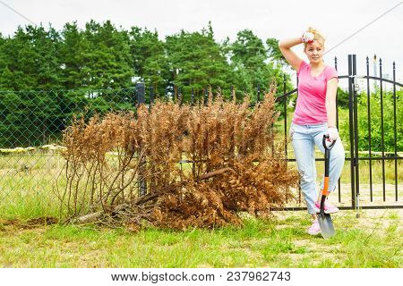 Woman Gardener Removing Withered Dried Thuja Tree From Her Backyard. Yard Work Around The House