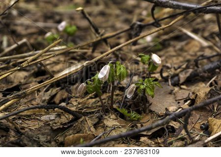 Unopened Buds Of Snowdrops Anemone Uralensis (