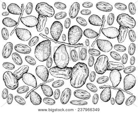 Tropical Fruits, Illustration Wall-paper Background Of Hand Drawn Sketch Fresh Dates Or Phoenix Dact