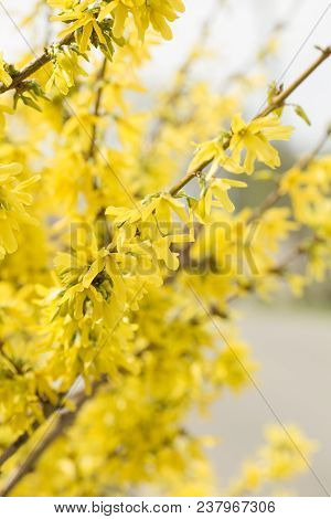 Forsythia Flowers In Front Of With Green Grass And Blue Sky. Golden Bell, Border Forsythia (forsythi
