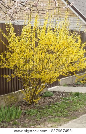 Forsythia Flowers In Front Of With Green Grass And Blue Sky. Golden Bell, Border Forsythia (forsythi