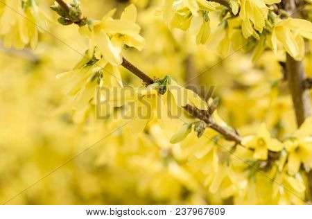 Forsythia Flowers In Front Of With Green Grass And Blue Sky. Golden Bell, Border Forsythia (forsythi