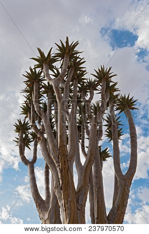 Quiver Tree Or  Kokerboom (aloe Dichotoma) Against A Cloudy Sky, Namibia