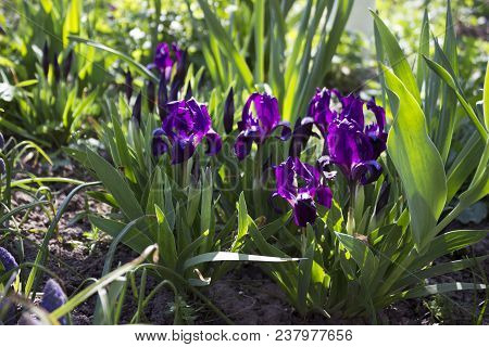 Violet Undersized Irises Blossom In The Garden Against The Backg