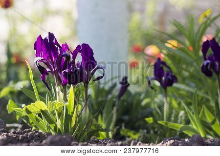 Violet Undersized Irises Blossom In The Garden Against The Backg