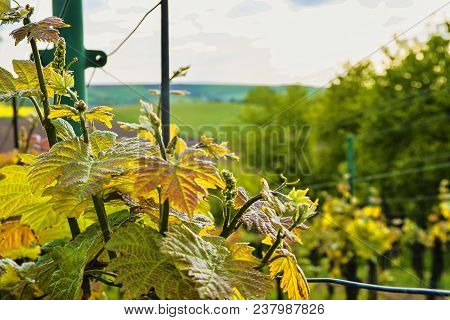 Vineyard In Spring. Close-up. Viniculture And Winery Concept.