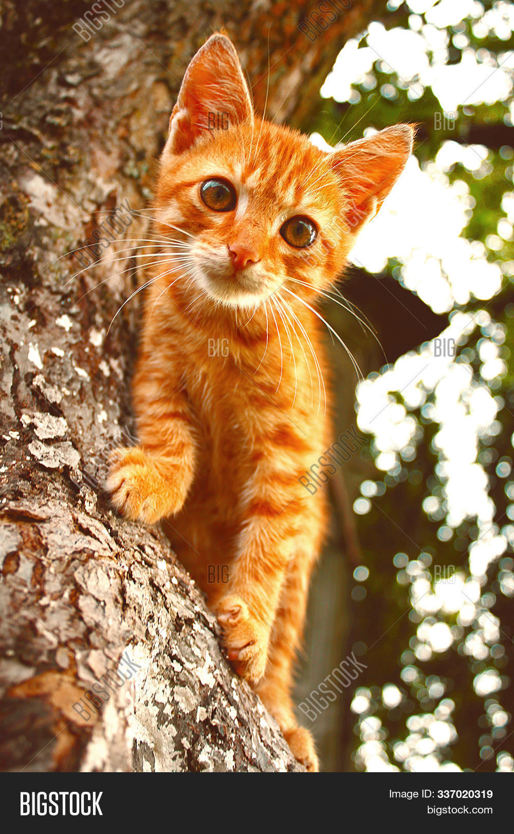 kitten up a tree