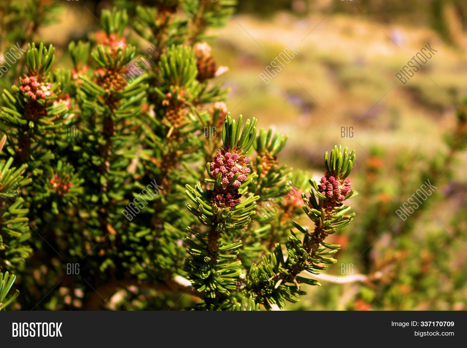 Small Pine Cones On Image & Photo (Free Trial) Bigstock