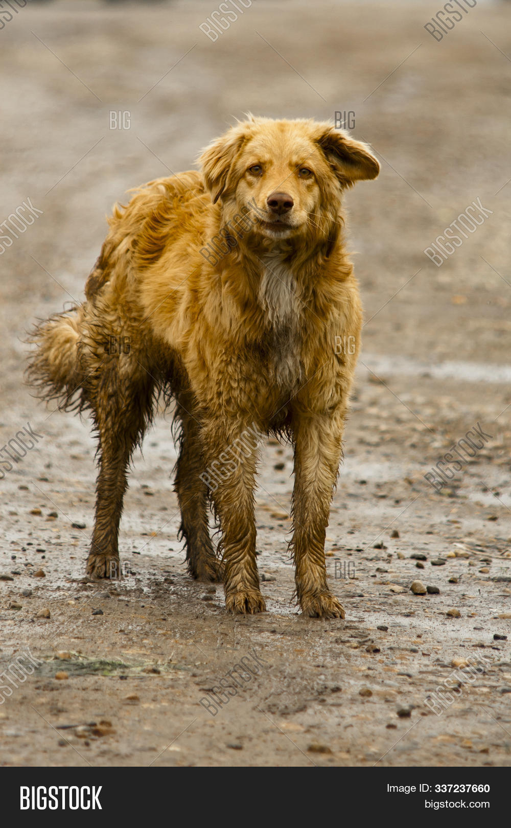 Stray Dog On Side Road Image & Photo (Free Trial) Bigstock