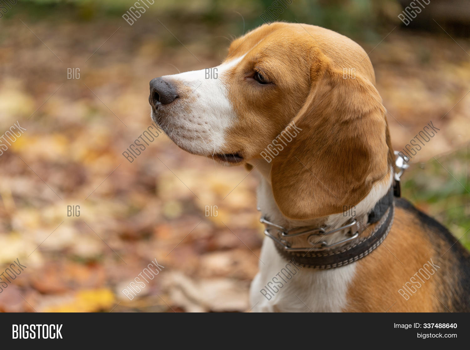 beagle nature