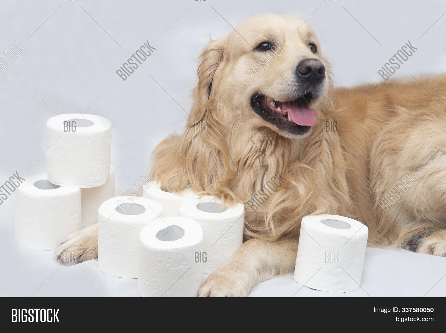 Is It Safe For A Dog To Eat Toilet Paper