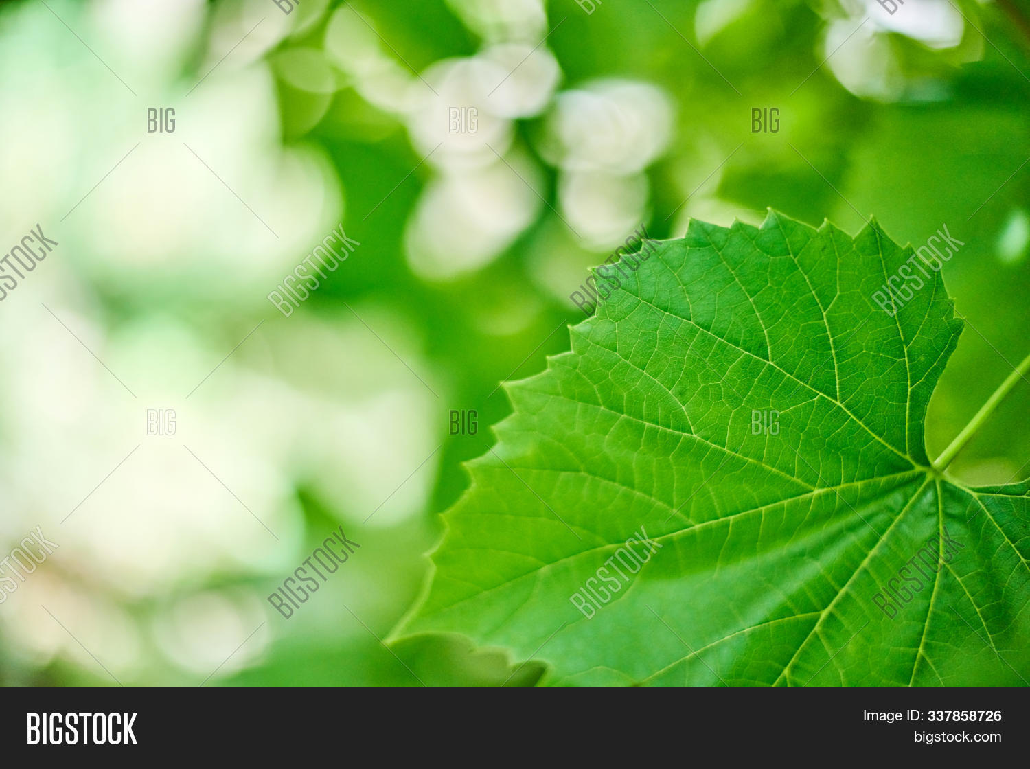 Grape Leaves Vineyard Image Photo Free Trial Bigstock