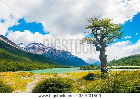 Lonely tree and laguna Nieta glacial lakes in Los Glaciares National park in Argentina