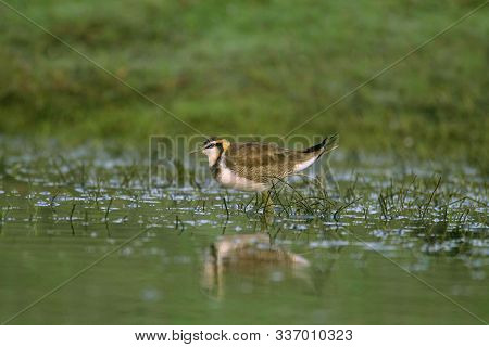 Pheasent Tailed Jacana In Non Breeding Plumage, Hydrophasianus Chirurgus, India.