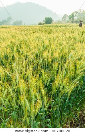 Çiftlikteki doğa ışık yeşil arpa