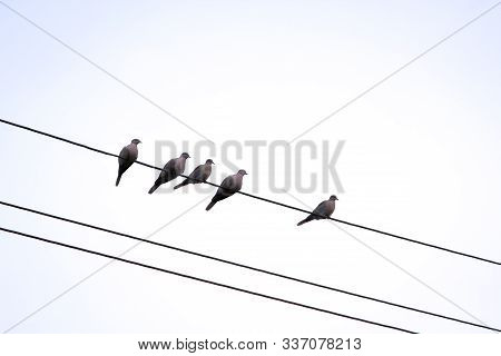 Several Pigeons Are Sitting On A Power Line And Resting