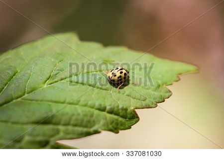 A Closeup Of A Ladybug On A Leaf