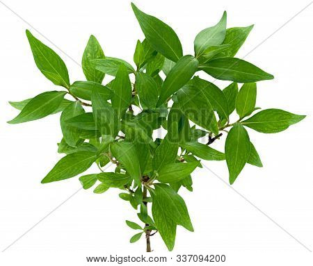 Fresh Vietnamese Coriander Leaf Isolated On White