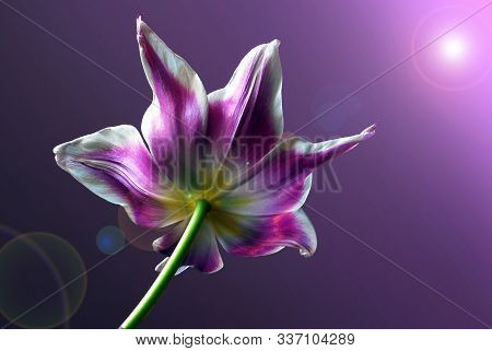 Lilac Tulip Close Up On Lilac Background