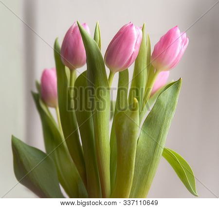 Pink Delicate Tulips In A Vase In May