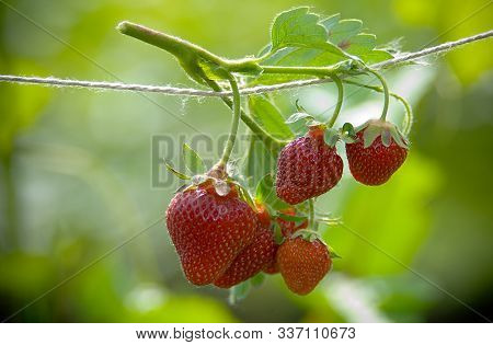 Ripe Red Strawberries On A Rope On A Green Background