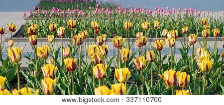 Variety Of Tulips On City Alleys In May