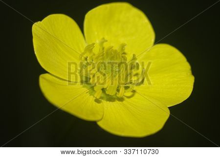 Yellow Flower Close Up On Dark Background