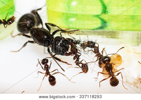 Queen Ant Messor Structor In Formicaria Closeup