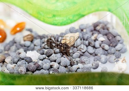 Brown Ant Messor Structor On Poppy Seeds