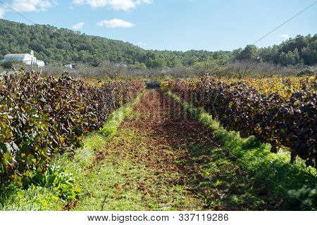Vineyard, Sant Mateu  De La  Albarca In Ibiza, Islas Baleares, Spain