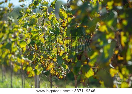 Vineyard, Sant Mateu  De La  Albarca In Ibiza, Islas Baleares, Spain