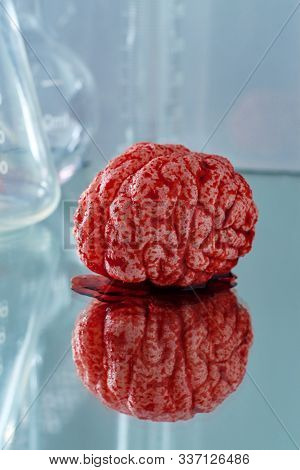 Science Lab Bloody Human Brain For Science Experiments And Education On Anatomy