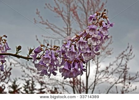 Rare Foxglove Tree - Paulownia Tomentosa Blooms