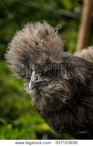 Blue Silkie Chicken
