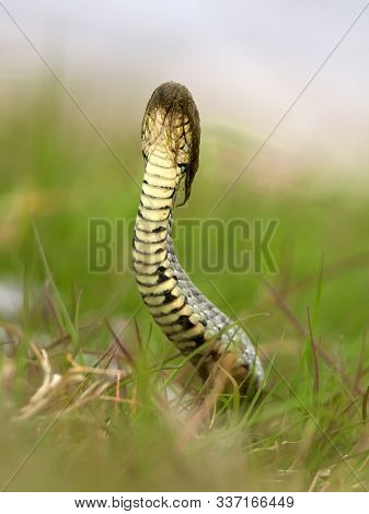 funny snake (natrix natrix) with dried water grass on the head