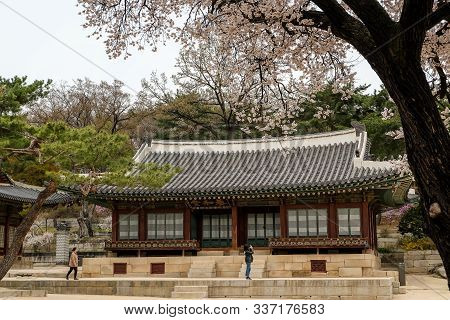 Seoul,south Korea April 9 2019 :tourist Taking Picture With Beautiful Cherry Blossom At Tongmyeongje