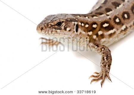 Lacerta agilis. Sand Lizard su sfondo bianco