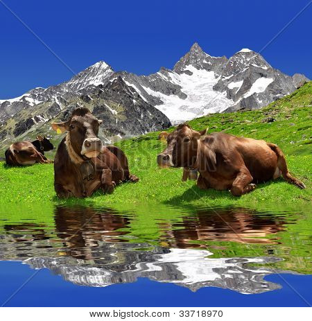 Kuh auf dem meadow.in den Hintergrund der Ober Gabelhorn Schweizer Alpen