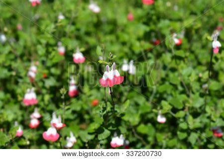 White And Red Baby Sage - Latin Name - Salvia Microphylla