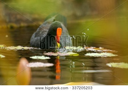 Purple Swamphen 