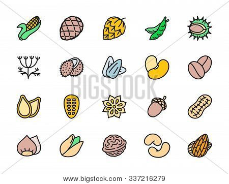 Set Of Nuts And Seeds Flat Color Icons. Corn Cob, Hop Cone, Peas, Dill And More.