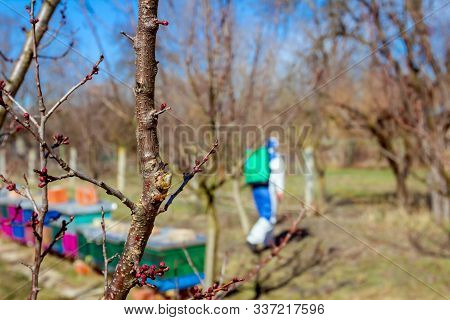 Fresh Pruned Twig With Bud Before Chemical Protection. Farmer In Protective Clothing And Gas Mask Sp