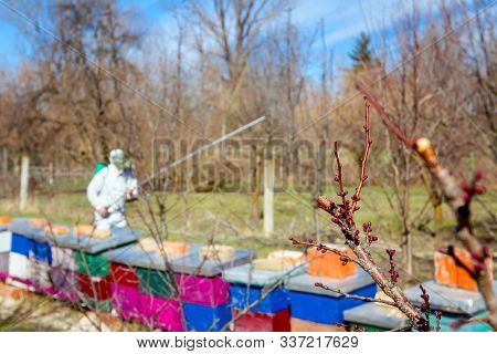 Fresh Pruned Twig With Bud Before Chemical Protection. Farmer In Protective Clothing And Gas Mask Sp