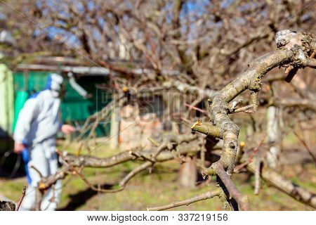 Fresh Pruned Twig With Bud Before Chemical Protection. Farmer In Protective Clothing And Gas Mask Sp