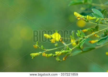 Fresh Pigeon Pea Field In Indian Farm