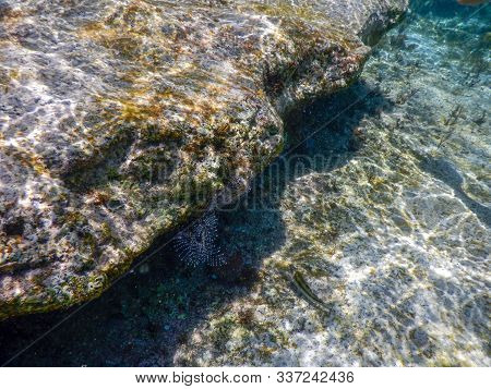 Isolated Malayan Halfbeak In The Water, Needle Fish, Dermogenys Pusilla